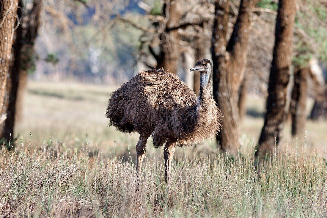 Emu Dromaius novaehollandiae The Emu is quite common in Australia and is also farmed commercially for meat leather and oil Even if the Emu is similar in shape and behaviour it is only a distant relative to the African Ostrich the emu is the biggest bird i