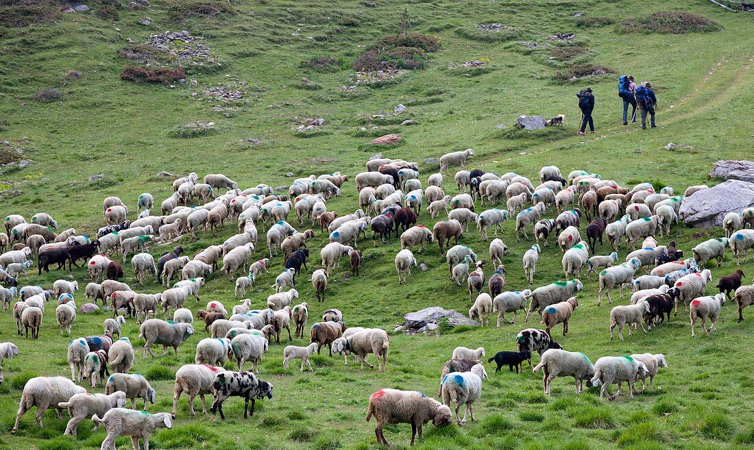 Transhumance, the great sheep trek across the main alpine crest in the Otztal Alps between South Tyrol, Italy, and North Tyrol, Austria  This very special sheep drive is part of the intangible cultural heritage of the austrian UNESCO Commission  Sheep br.