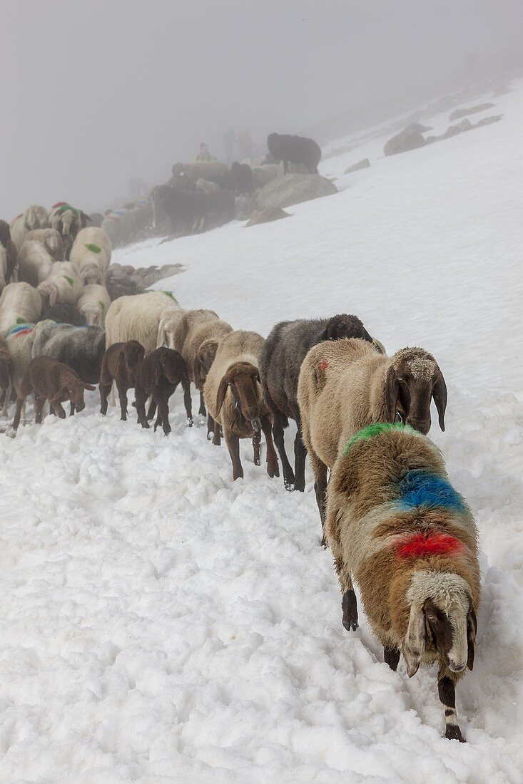 Transhumance, the great sheep trek across the main alpine crest in the Otztal Alps between South Tyrol, Italy, and North Tyrol, Austria  This very special sheep drive is part of the intangible cultural heritage of the austrian UNESCO Commission  App 2000.