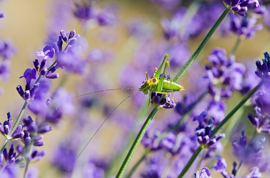 Tettigoniidae on Lavender, Greece