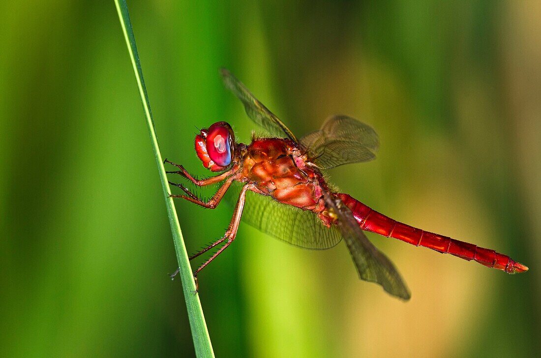 Scarlet Dragonfly, Crocothemis erythraea, Crete