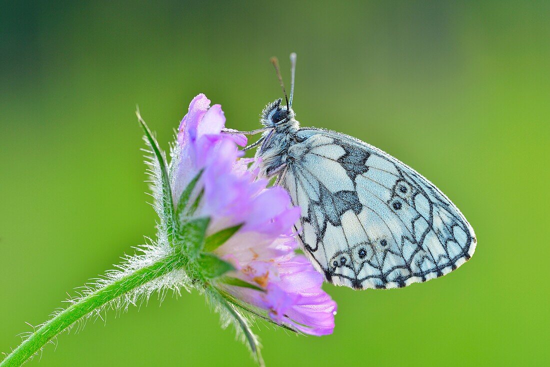 Schmetterling, Marmorierter Weißling, Melanargia galathea, sitzt auf einer Blüte, Karlstadt, Franken, Bayern, Deutschland