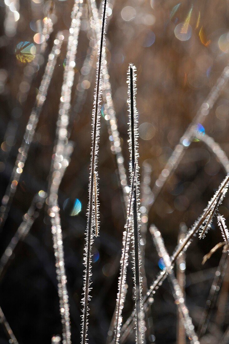 Hoarfrost glittering on grass stalks on an autumn morning
