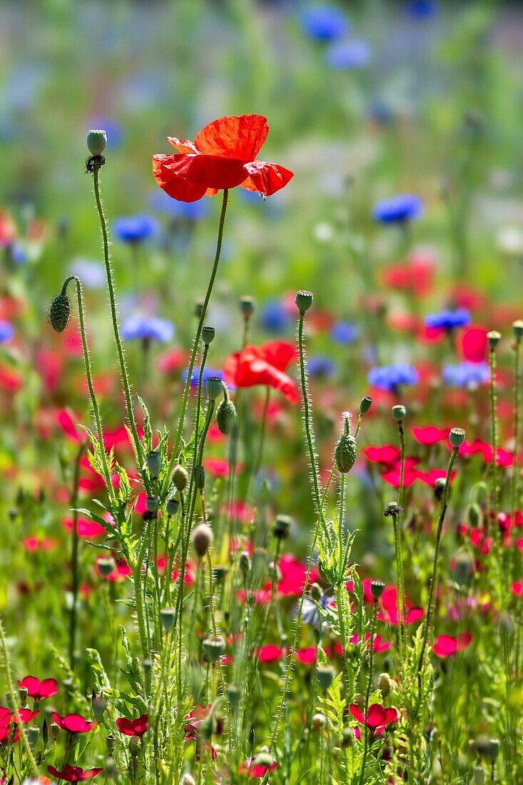 Poppy in the filed of wildflowers