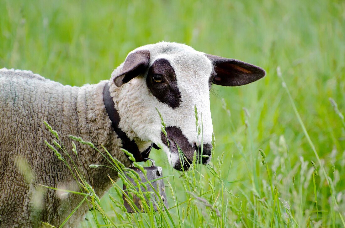 Headshot on a brown and white sheep eating and he have a bell and standing on the green field with grass