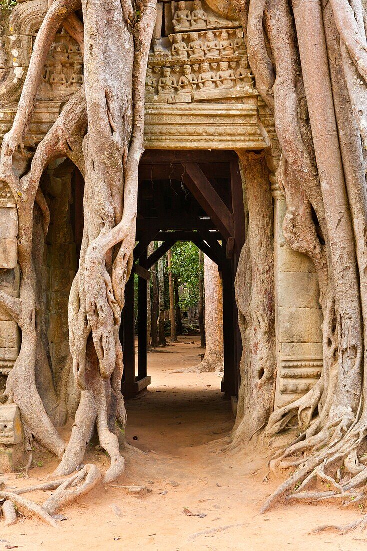 Ta Som, A small temple at Angkor, Cambodia, built at the end of the 12th century for King Jayavarman VII, It is located north east of Angkor Thom and just east of Neak Pean, The King dedicated the temple to his father Dharanindravarman II Paramanishkalapa