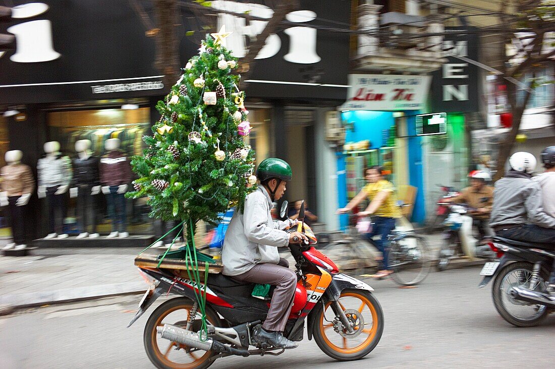 A man transporting a Christmas tree on a motorbike