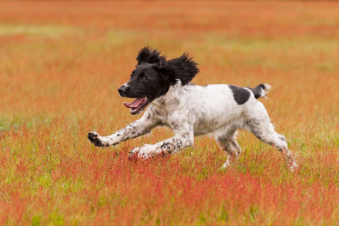 An English Springer Spaniel working gun dog strain running in a field