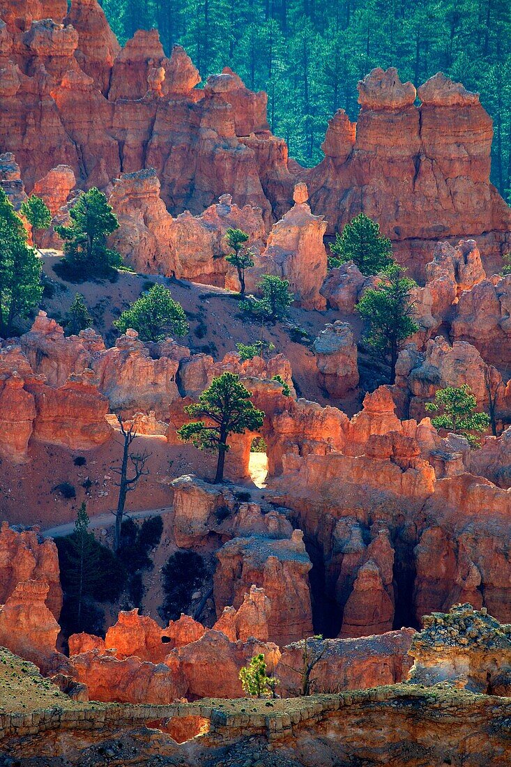 Colours in the Sunrise Point, Bryce Amphitheater, Bryce Canyon National Park, Uth, USA