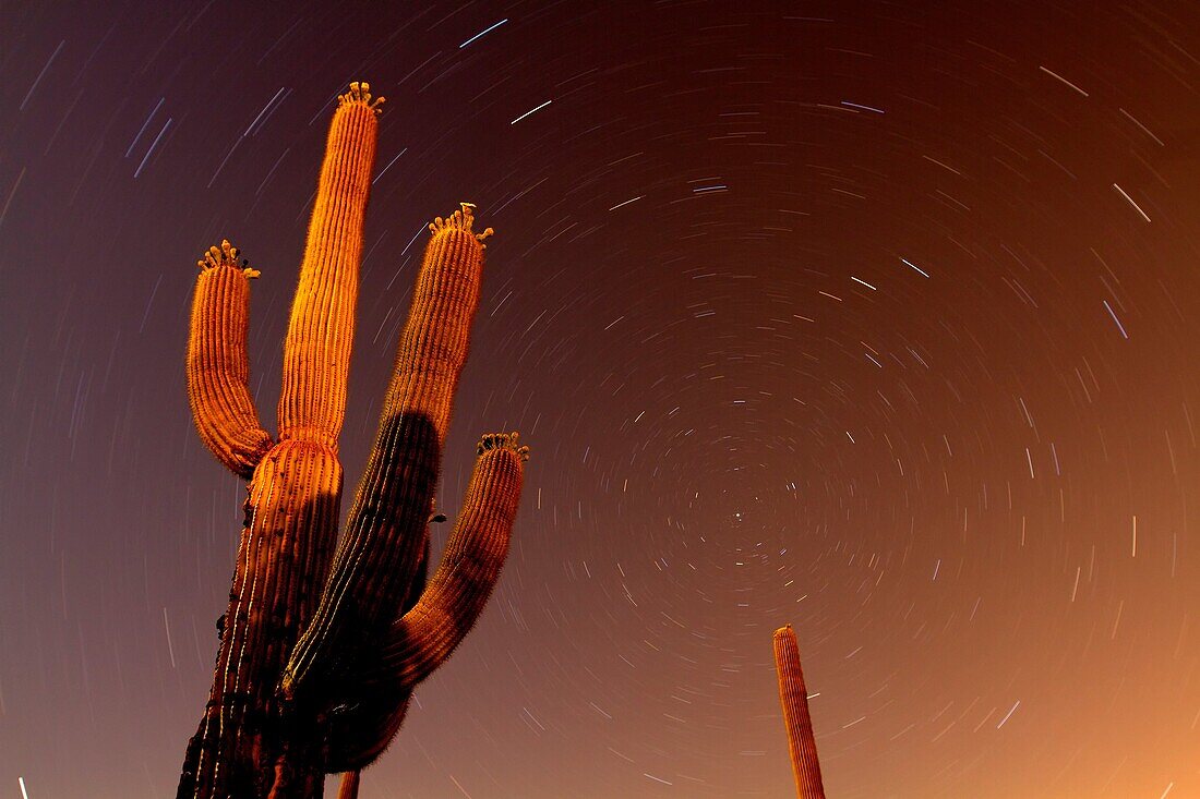 Desert at night, Saguaro National Park, Sonora Desert, Tucson, Arizona, USA