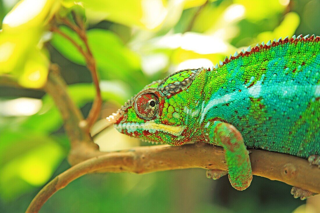 Chameleon