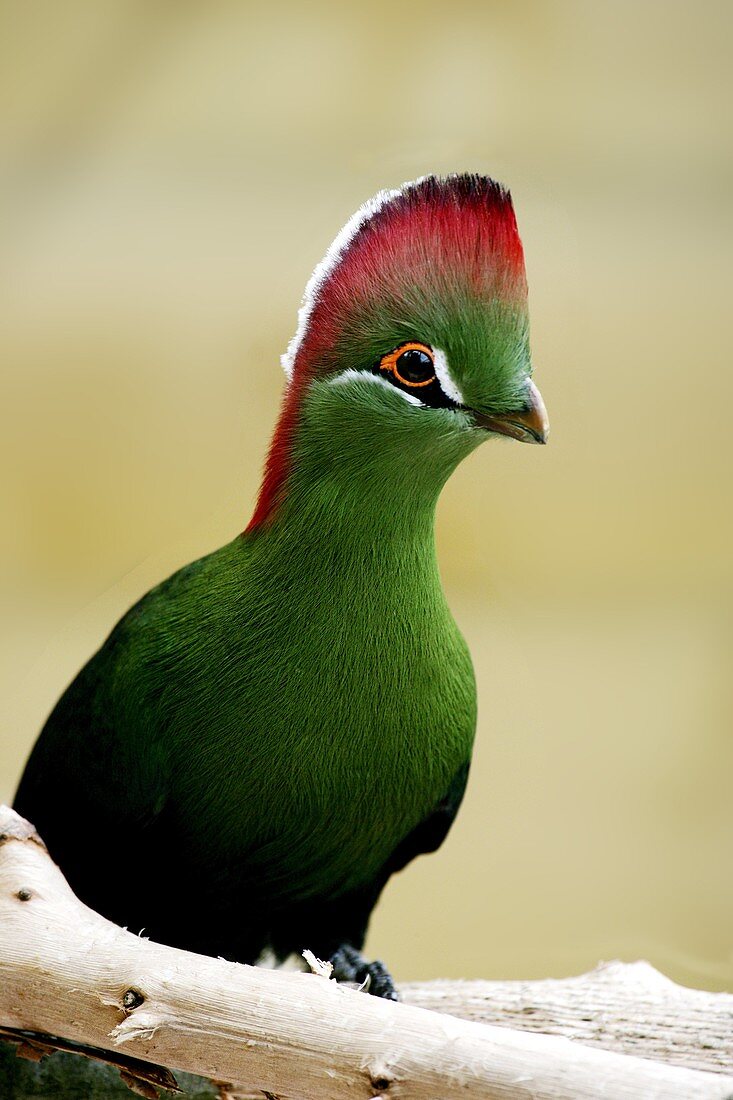 Fischer´s Turaco, tauraco corythaix fischeri, Adult with nice Colors