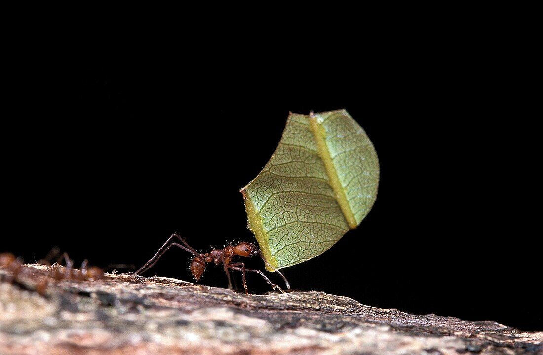 Leaf Cutter Ant, atta sp, Adult carrying Leaf to Anthill, Costa Rica