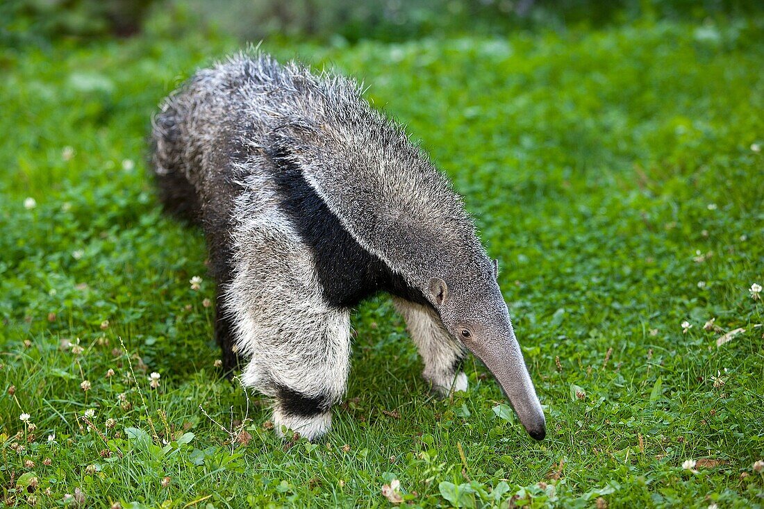 Giant Anteater, myrmecophaga tridactyla, Young Female