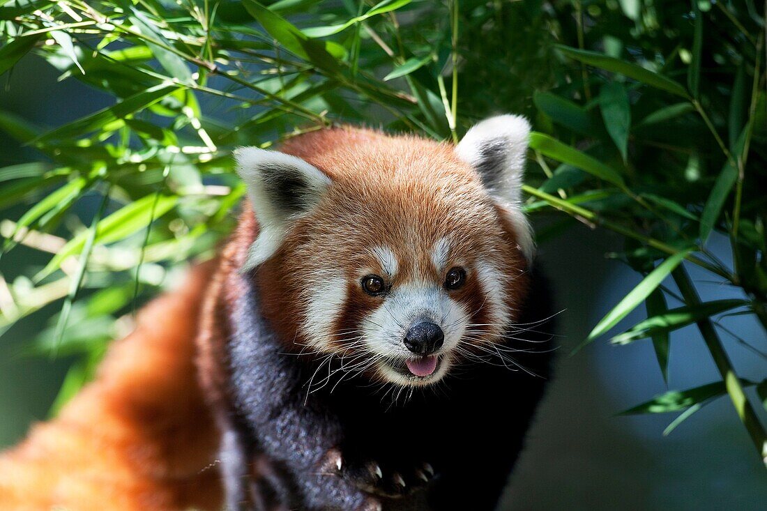Red Panda, ailurus fulgens, Adult