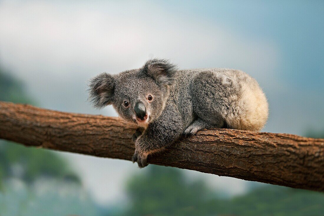 Koala, phascolarctos cinereus, Young laying on Branch