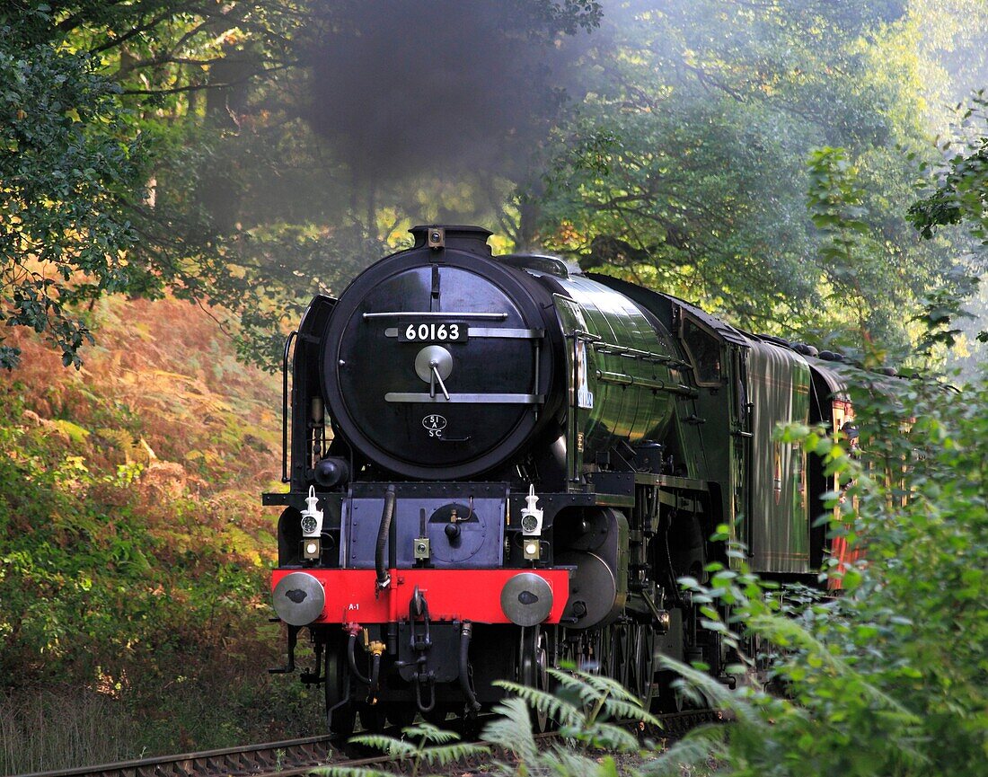 New Build Peppercorn A1 Pacific No  60163 Tornado steams through Northwood on the Severn Valley Railway, Worcestershire, England, Europe