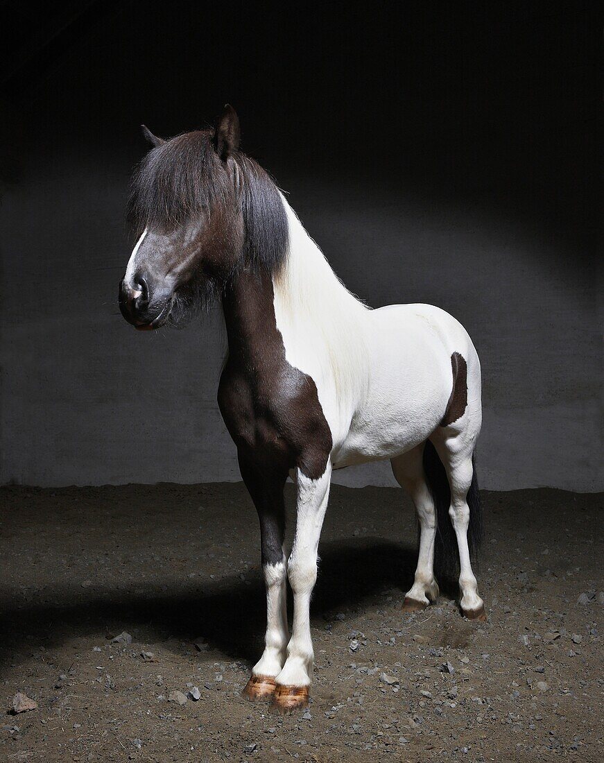 Portrait of Black ane White Icelandic horse, Iceland