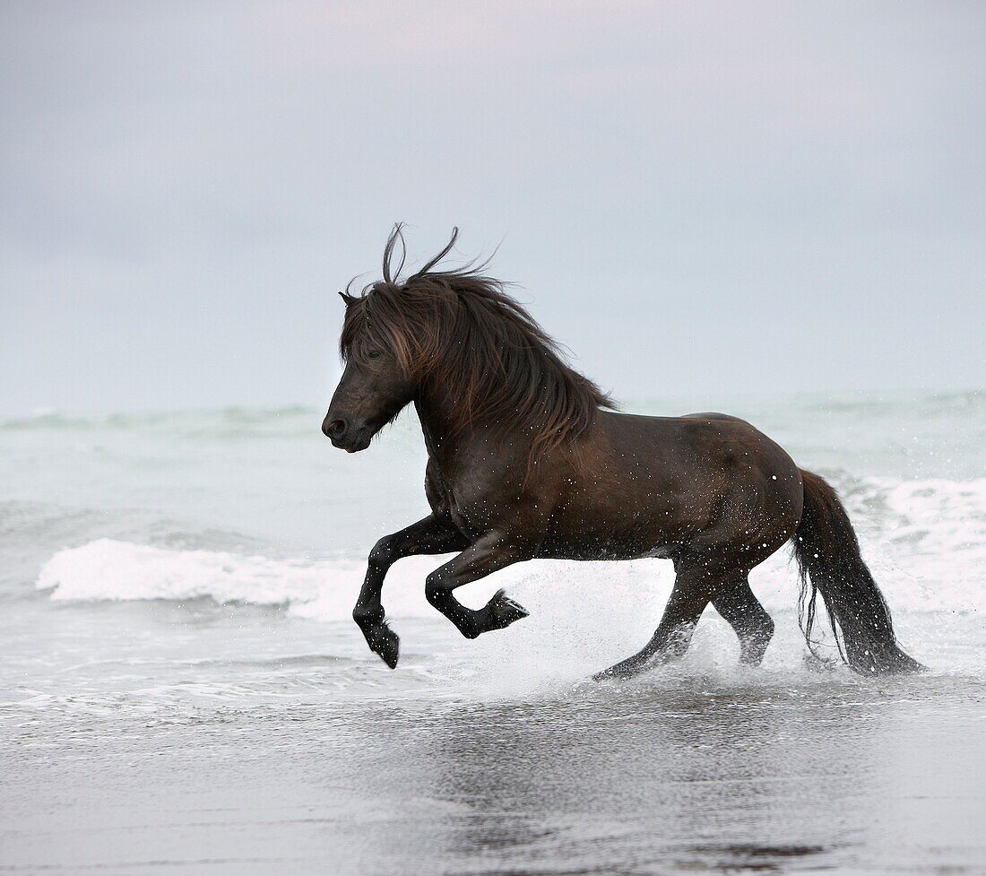 Icelandic horse in the ocean running, Iceland