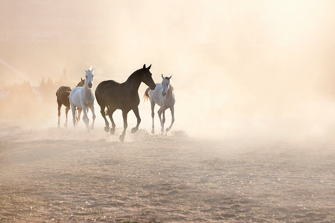 Freedom. Horses running in dusty pen