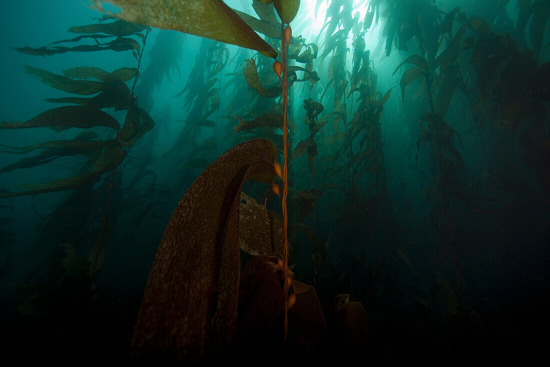Giant Kelp Macrocystis pyrifera. Giant kelp floating underwater