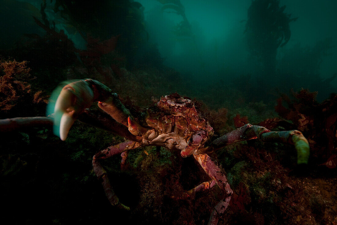 Giant spider crab Jacquinotia edwardsii. Close up of giant spider crab underwater
