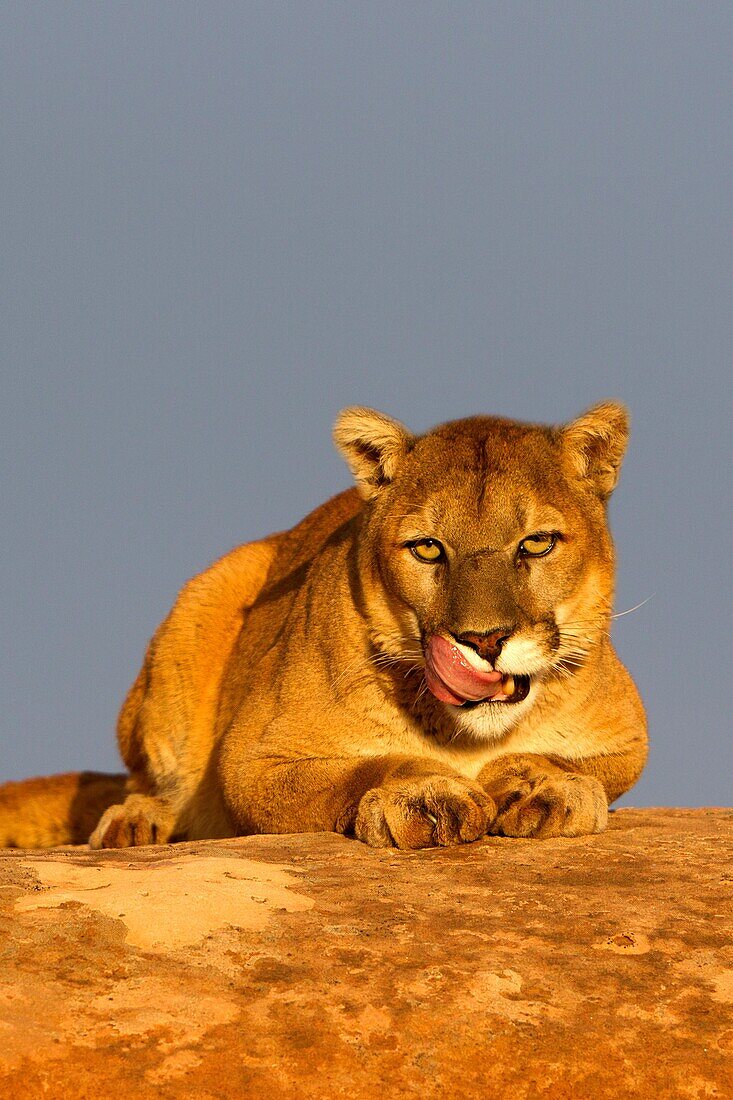 United States, Utah, near Moab, Cougar or Mountain Lion  Puma concolor