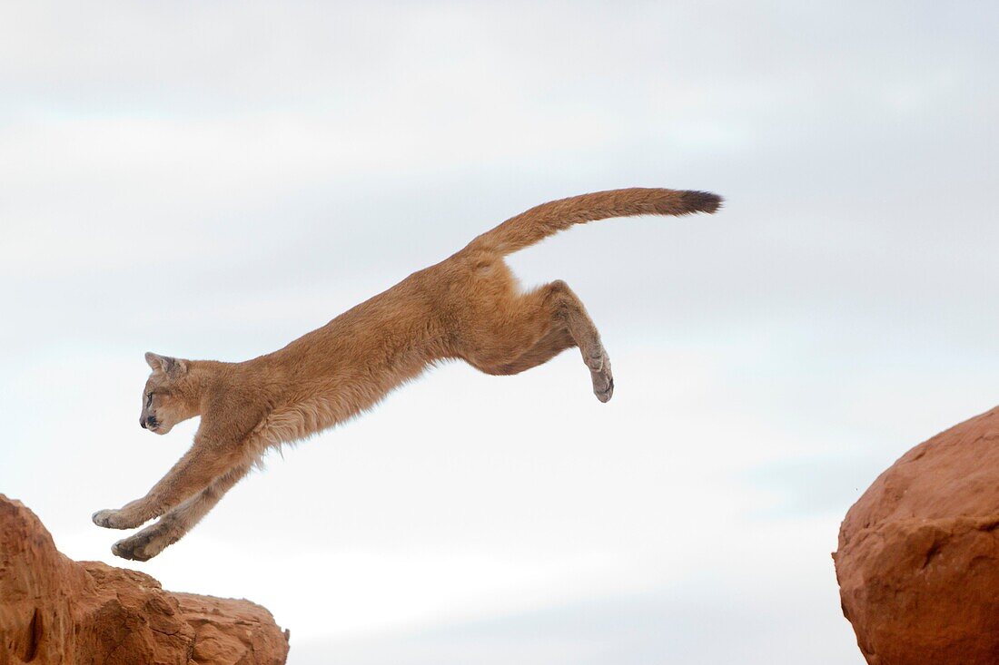 USA, Arizona, Monument Valley Tribal Park, Cougar or Mountain Lion  Puma concolor