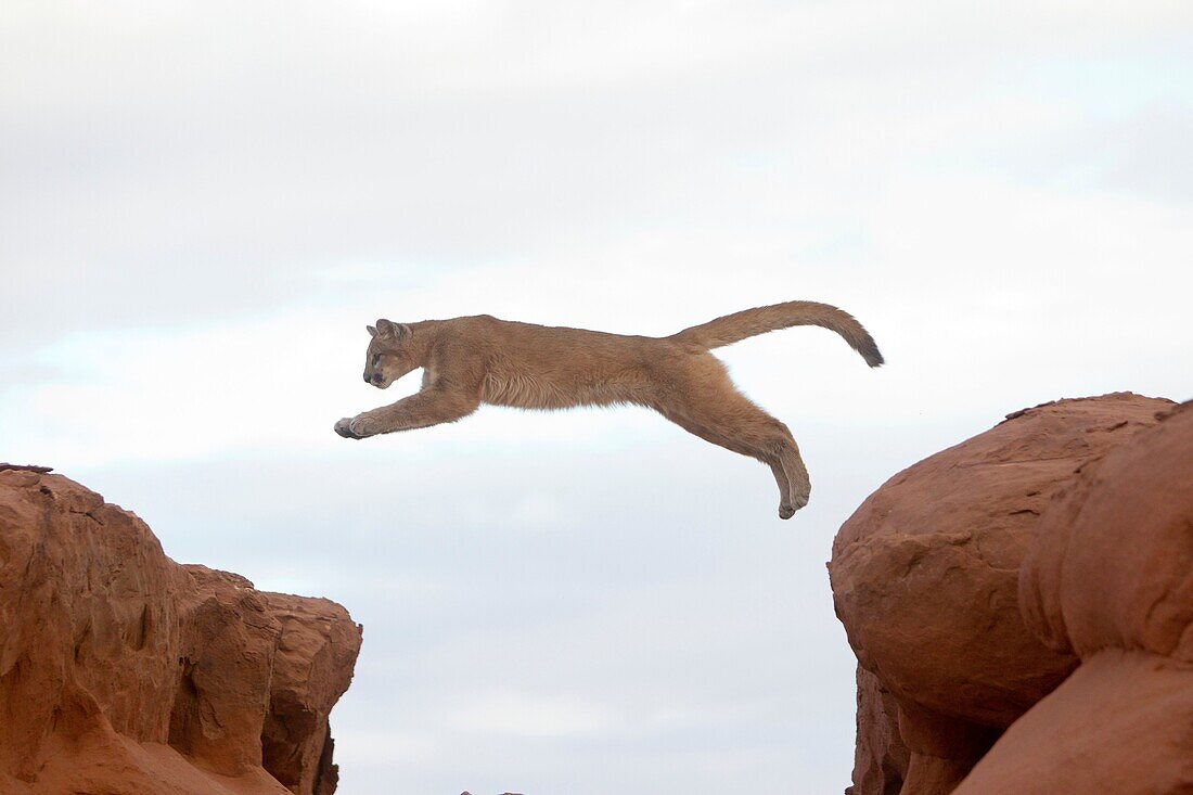 USA, Arizona, Monument Valley Tribal Park, Cougar or Mountain Lion  Puma concolor