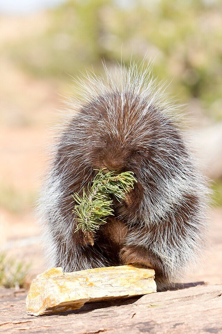 United Sates , Utah , Porcupine Erethizon dorsatum