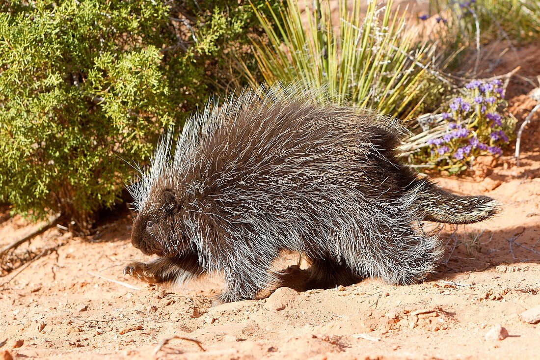 United Sates , Utah , Porcupine Erethizon dorsatum