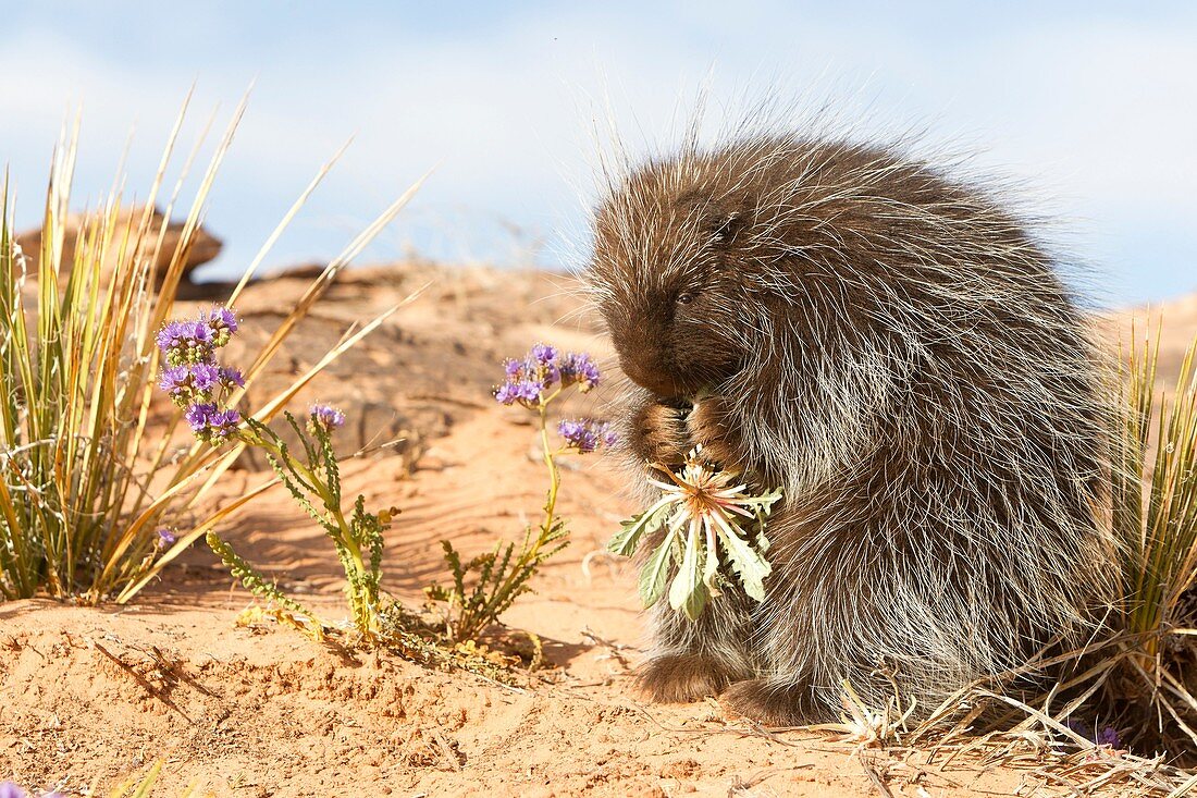 United Sates , Utah , Porcupine Erethizon dorsatum