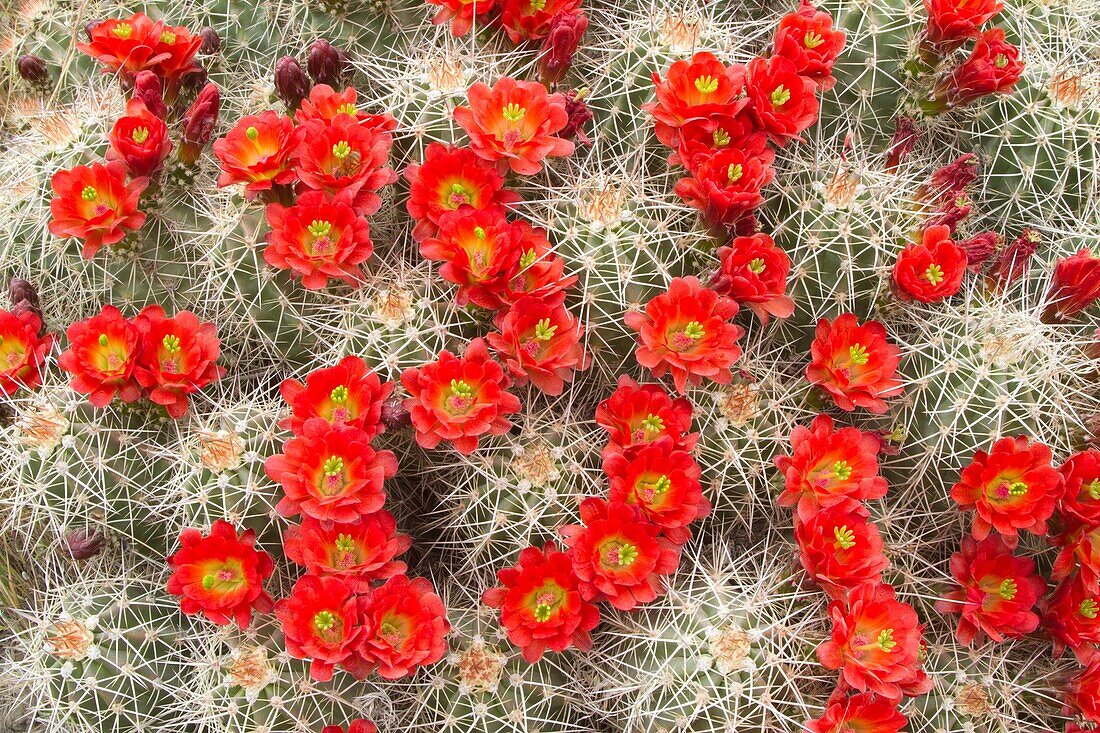 United states, Arizona,Page ,Hedgehog or Claret Cup Cactus  Echinocereus triglochidiatus