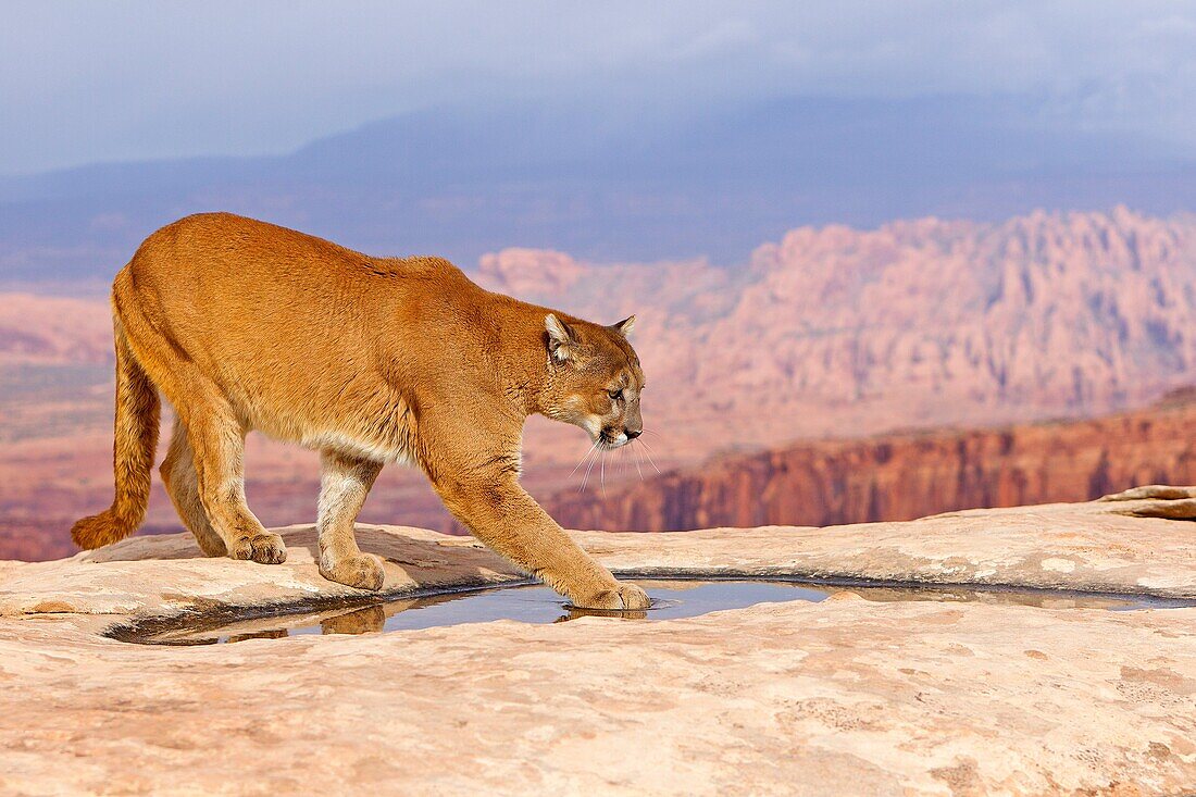 United States, Utah, near Moab, Cougar or Mountain Lion  Puma concolor