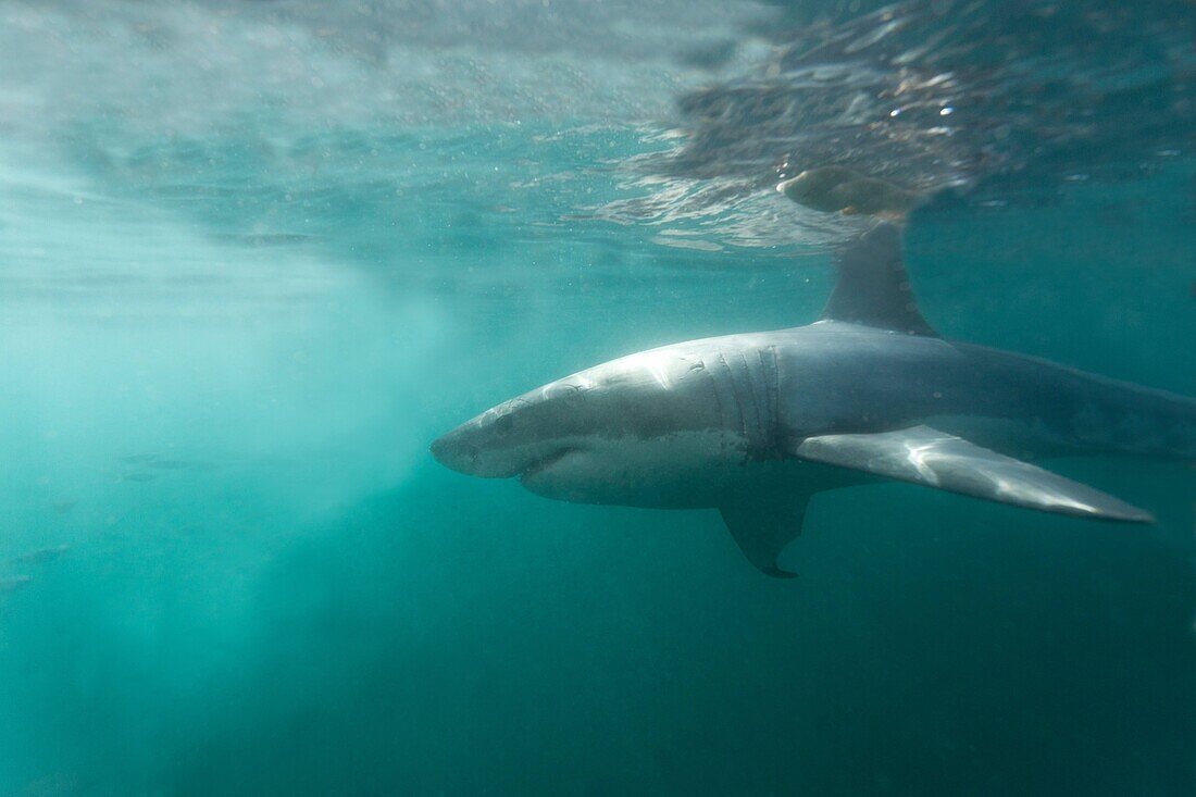 South Africa , Gansbaii , Dyer Island ,great white shark  Carcharodon carcharias  attracted with food