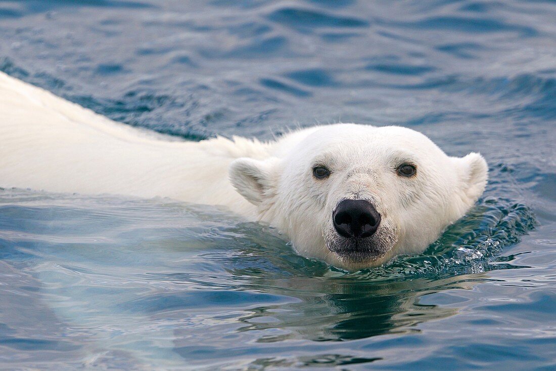 Norway , Spitzbergern , Svalbard , Polar Bear  Ursus maritimus  , swimming in search of prey  seals on pieces of ice