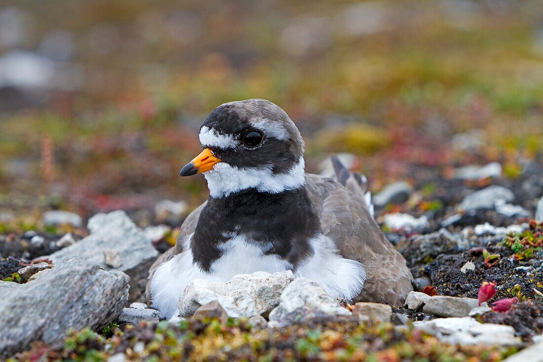 Norway , Spitzbergern , Svalbard , Ny-Alesund , Common Ringed Plover or Ringed Plover Charadrius hiaticula , on the nest