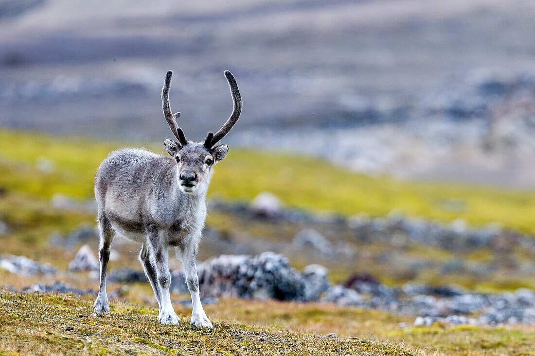 Norway , Spitzbergern , Svalbard , Ny-Alesund , Reindeer Rangifer tarandus  , female , grazing in the tundra