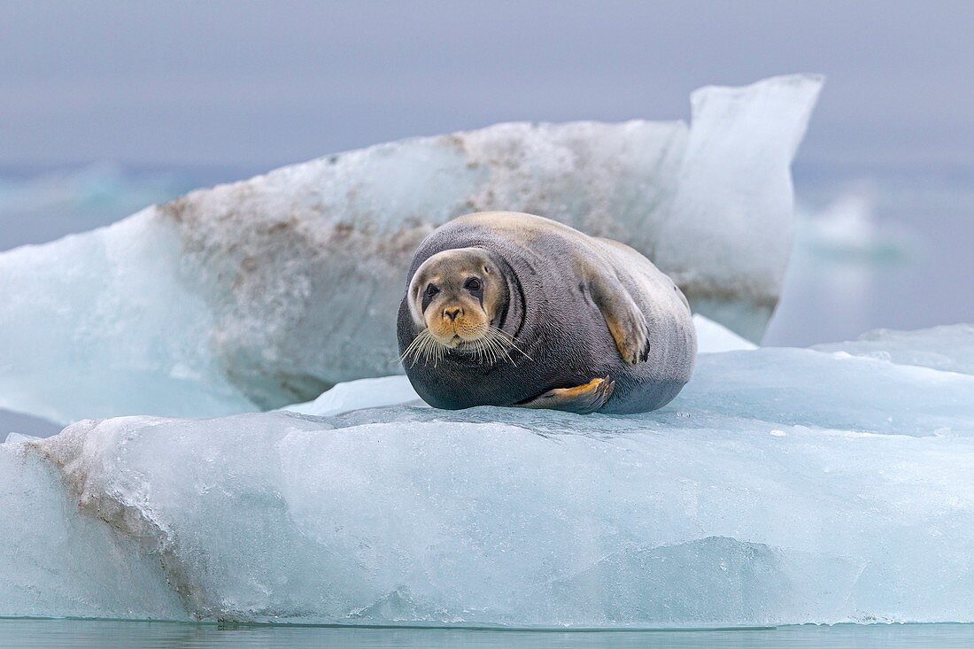 Norway , Spitzbergern , Svalbard , Bearded seal Erignathus barbatus , on a piece of ice