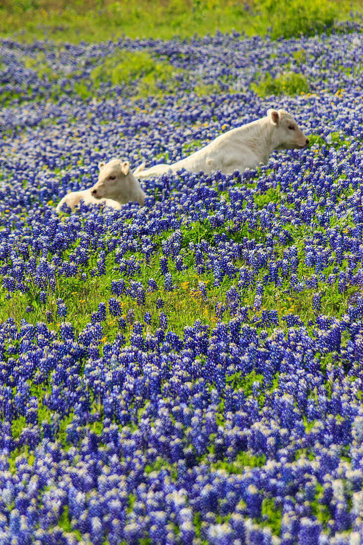 Ennis, Lupinus texensis, Texas, USA, biennial plant, bluebonnets field, spring, plants, cows, agriculture,. Ennis, Lupinus texensis, Texas, USA, biennial plant, bluebonnets field, spring, plants, cows, agriculture