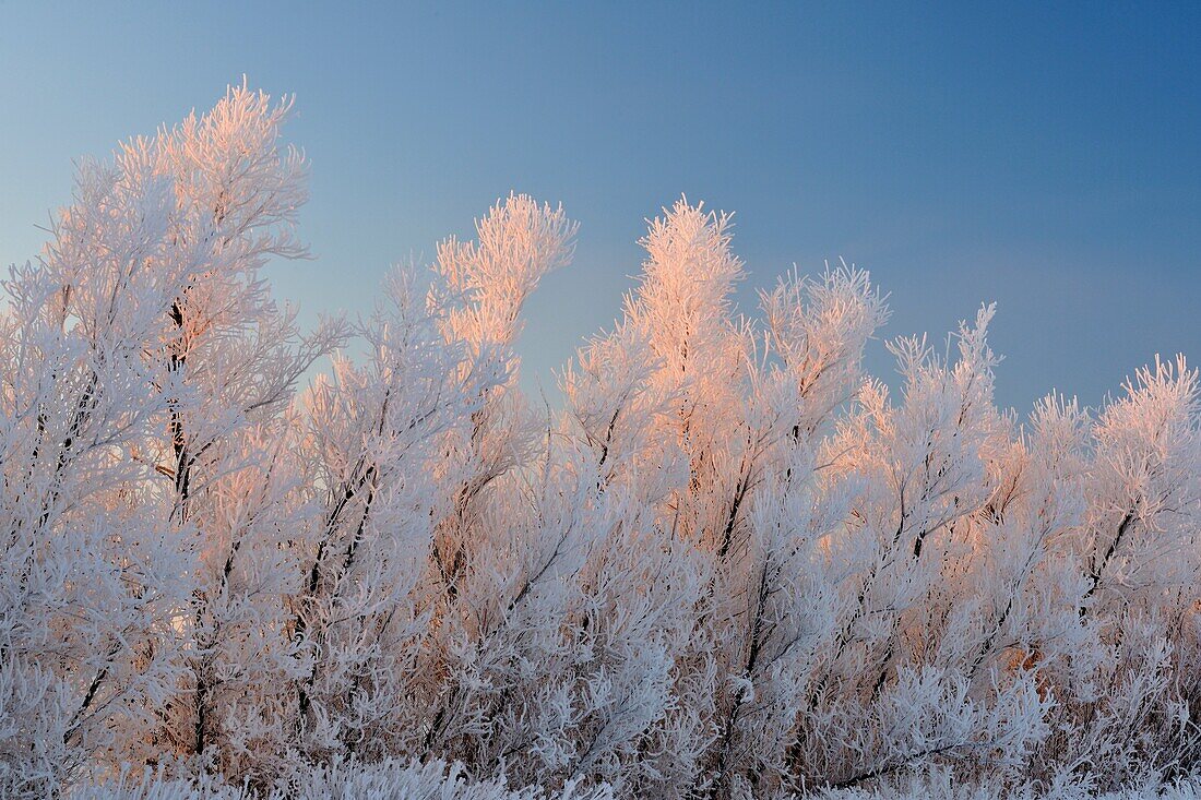 Hoarfrost on cottonwood trees, Bosque del Apache NWR, New Mexico, USA