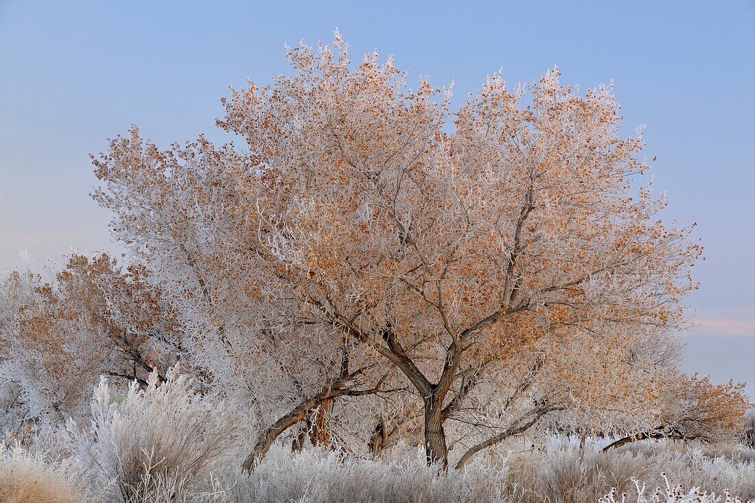 Hoarfrost on cottonwood trees, Bosque del Apache NWR, New Mexico, USA