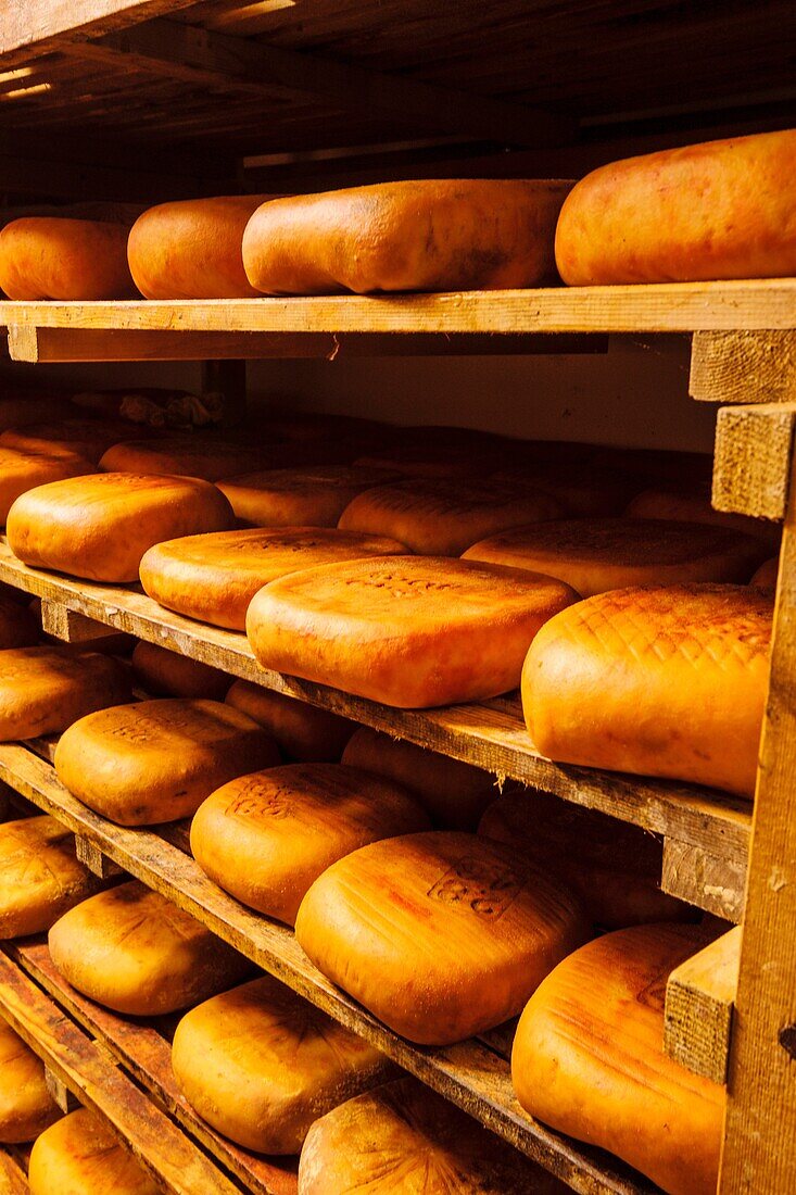 Hand-made cheese Binibeca Jaume Pons, denomination of origin craftsman-farm Alcaiduset Mahon, Alaior, Menorca, Balearic Islands, Spain, Europe