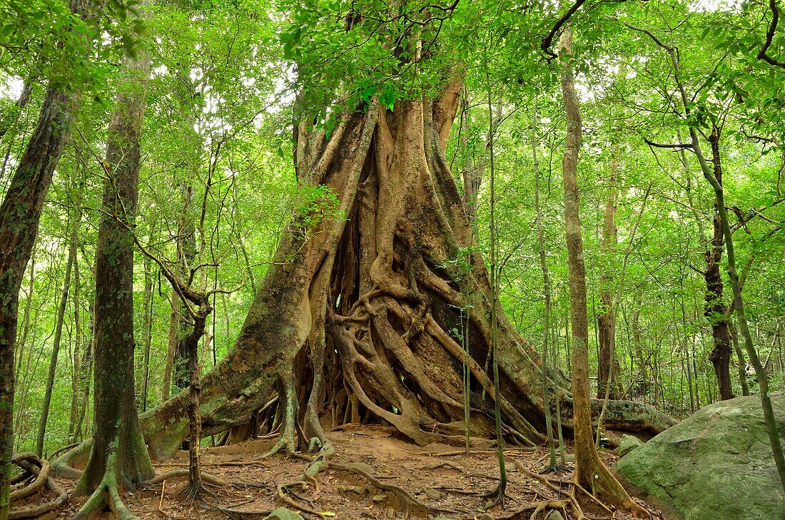 Ritigala Strict Nature Reserve Sri Lanka. Ritigala Strict Nature Reserve Sri Lanka