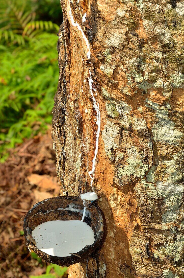 Removing rubber Hevea brasiliensis, Ratnapura region, Sri Lanka