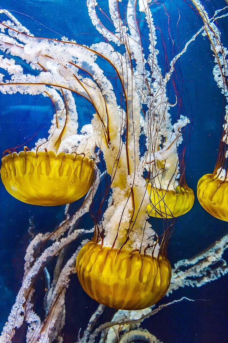 Pacific Sea Nettles, Aquarium of the Bay, Fisherman´s Wharf, San Francisco, California USA