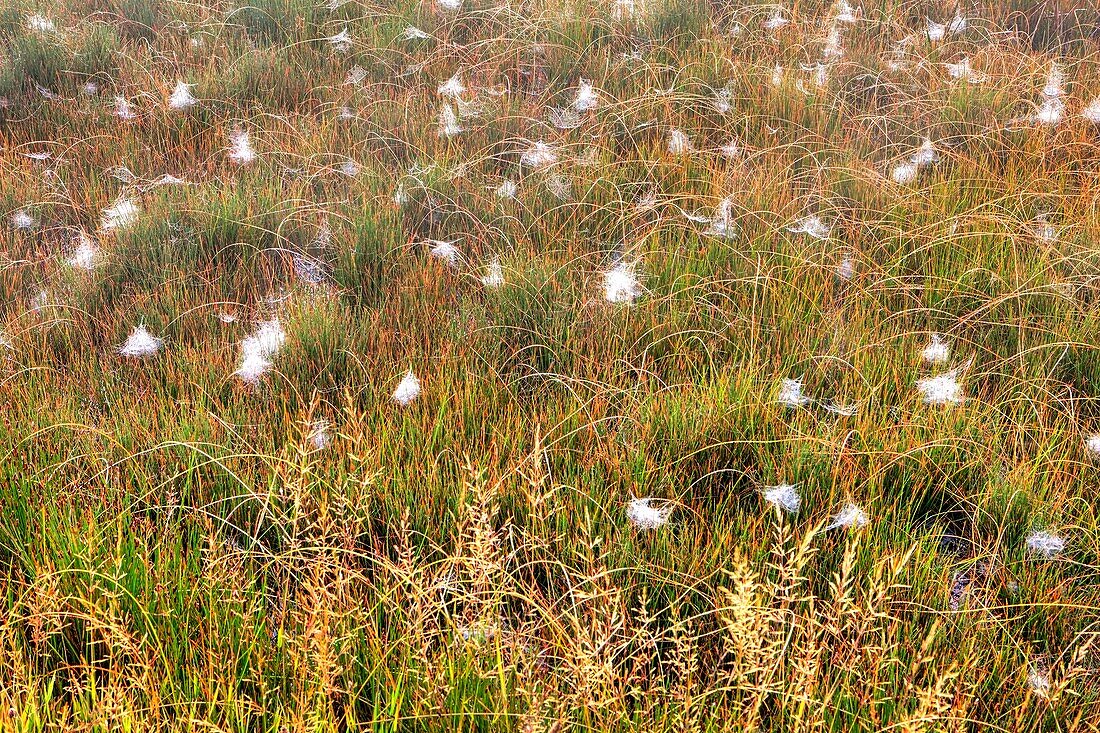 Spider Webs in Grass, South of Fountain Flat Drive,Yellowstone National Park, Wyoming, USA
