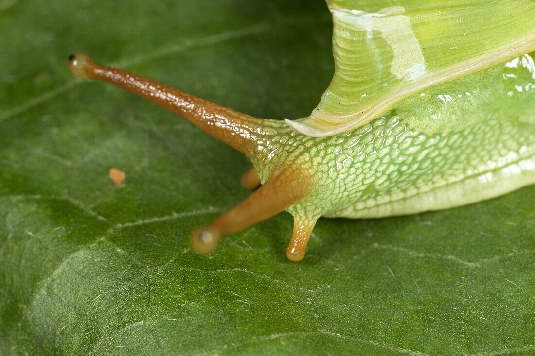 Garden snail in close-up