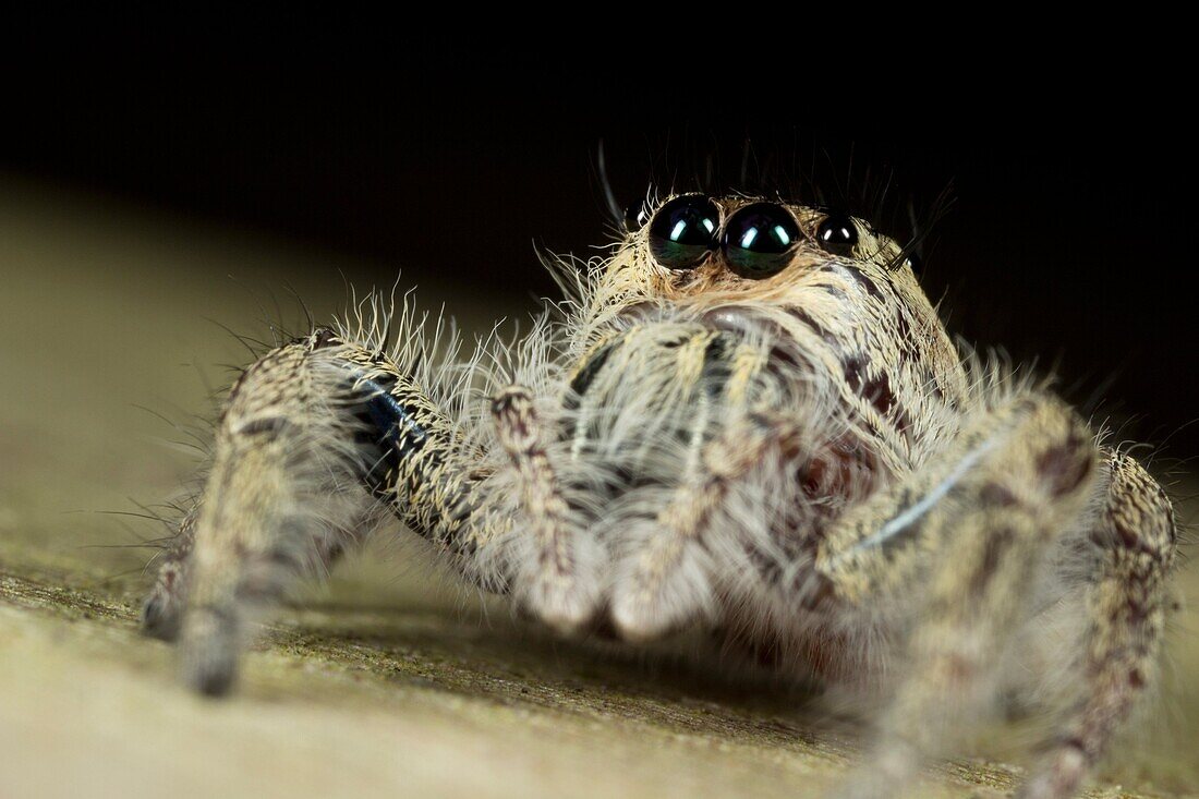 Jumping spider from Kampung Skudup, Sarawak, Malaysia