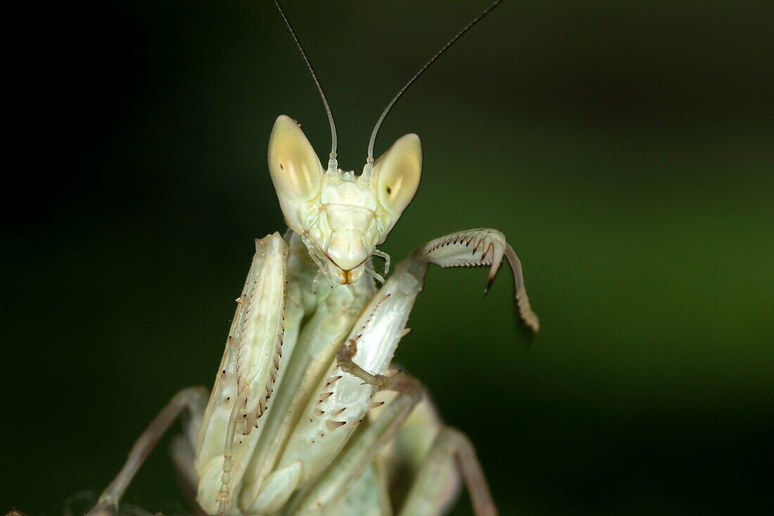 Praying mantis. Image taken at Kampung Skudup, Sarawak, Malaysia.